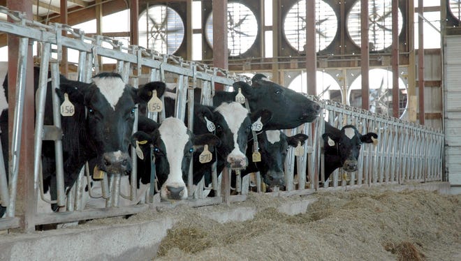 Cooling dry cows offers multiple benefits for the cow, her daughters and her owners.