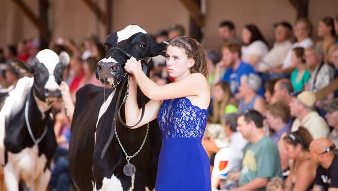 FVTC student Taylor Klein would like to find a career in cattle genetics or cattle mating following gradation. She helped make breeding decisions involving her very first show cow. Here she's showing one of her cows at the Sheboygan County Fair Futurity Show.