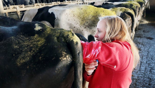 In this Dec. 7, 2017 photo, Chippewa Valley Technical College student Katelynn Monson artificially inseminates a cow at Denmark Dairy in Colfax, Wis.  Increasingly, the folks caring for the cows, monitoring their health and managing the herd are women, according to agriculture educators in west-central Wisconsin. The animal science management program at Chippewa Valley Technical College has seen female applicants climb from a minority four years ago to about three-quarters of the total for 2018-19, according to program director Adam Zwiefelhofer.