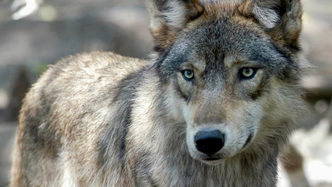 Wisconsin wildlife officials opened an abbreviated wolf season Monday, Feb. 22, 2021, complying with a court order to start the hunt immediately rather than wait until November.