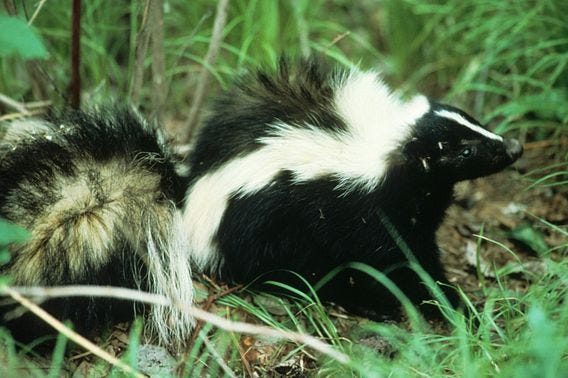 A family of skunks bequeathed Chris Hardie their 'last living act of revenge' late one night on a dark country road.
