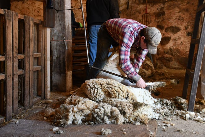 Josh Huber shears a sheep at the family farm in Oxford in February 2024. His family has been shearing sheep for nearly 70 years.