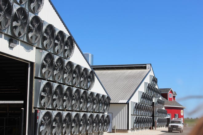 The size and number of fans are determined based on the air exchange requirements of the dairy buildings, typically aiming for 40-60 air exchanges per hour for lactating dairy cows during summer.