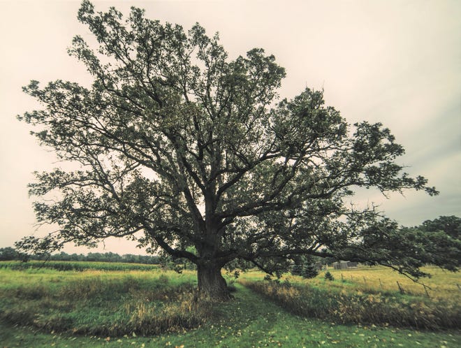 The bur oak tree on Glenn and Tizza Meyer’s farm in Waukesha County.
