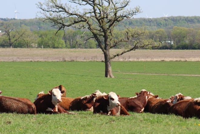 For years the USDA has been providing comprehensive, current information that's readily available to farmers across the country. However, USDA officials say budget cuts have left them no choice but to jettison several important reports including the July Cattle Inventory Survey.