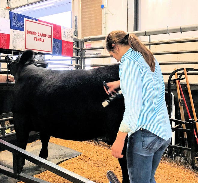 Grace Link getting her Angus  ready for the show.