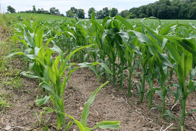 The USDA is reminding producers who received a prevented planting “top-up” payment last fall that they are required to purchase Federal crop insurance for the next two crop years.