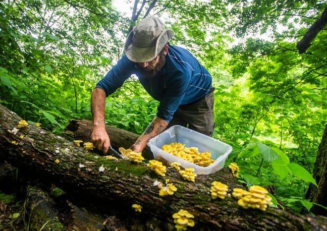 Christopher Appelman, of Durango, Iowa, harvests gold oyster mushrooms at his farm on Wednesday, June 12, 2019.