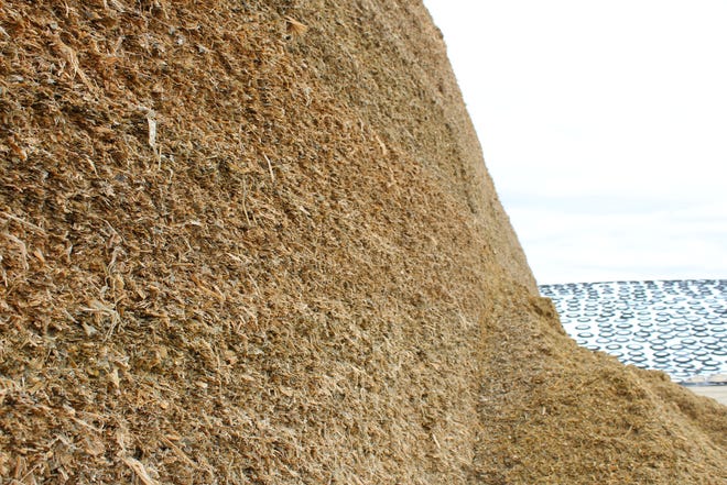 Face of silage pile at Second Look Holsteins.
