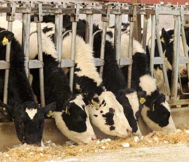 Feeding high corn silage diets presents opportunities and challenges for dairy producers.