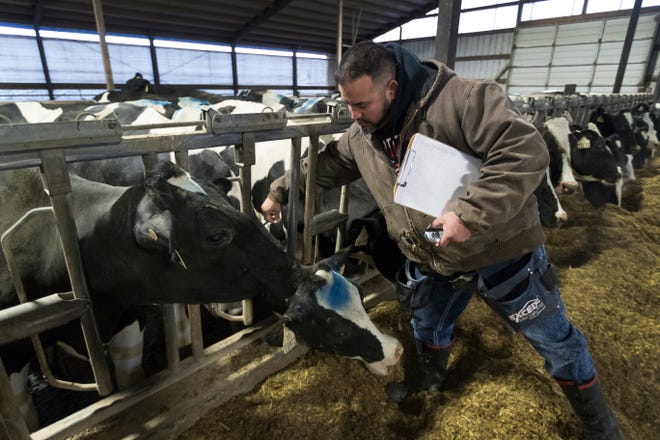 Omar Guerrero vaccinates a cow at Drake Dairy in Elkhart Lake.