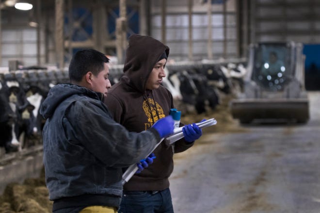 Workers take care of dairy cattle at Drake Dairy Inc. in Elkhart Lake.