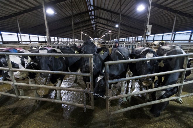Dairy cows are shown between milking  at Drake Dairy Inc. in Elkhart Lake.
