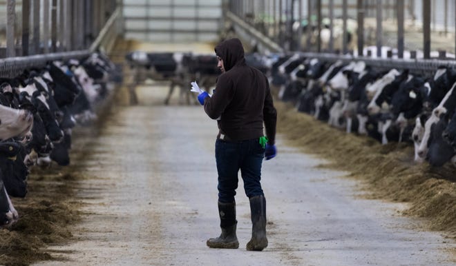 A worker checks on cows at Drake Dairy Inc. in Elkhart Lake.
