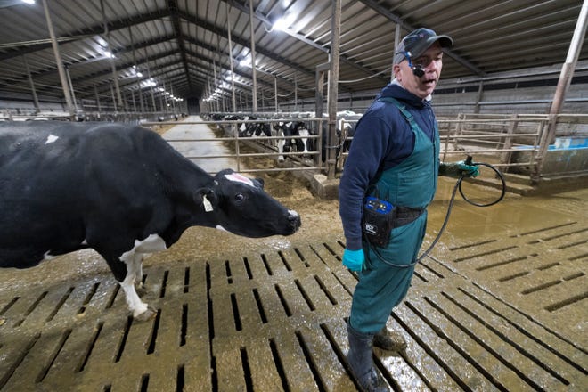 A cow follows veterinarian Jeff Bleck while he performs fertility checks Oct. 30 at Drake Dairy Inc. in Elkhart Lake.