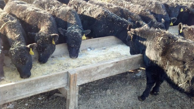 These calves are receiving supplementation during the corral weaning process.