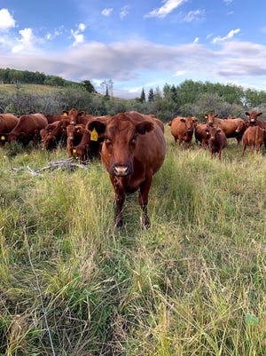 A herd of curious cows watches Louchouarn place a trail camera on the Spruce Ranching Co-op field site in Alberta, Canada.
