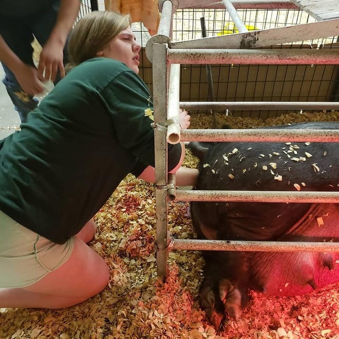 Norah Ganske assists in the delivery of piglets.