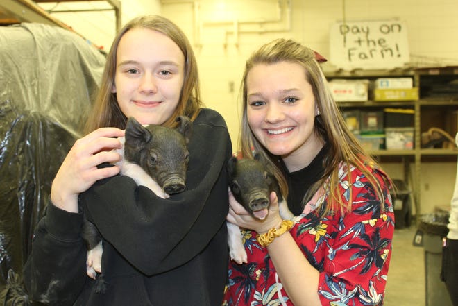 Brooke Schultz, left, and Hannah Loomans enjoy the piglets despite their loud squeals.