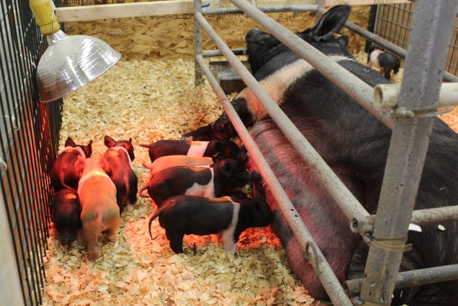 The litter of crossbred Hampshire piglets are back to nursing soon after receiving their iron shots.