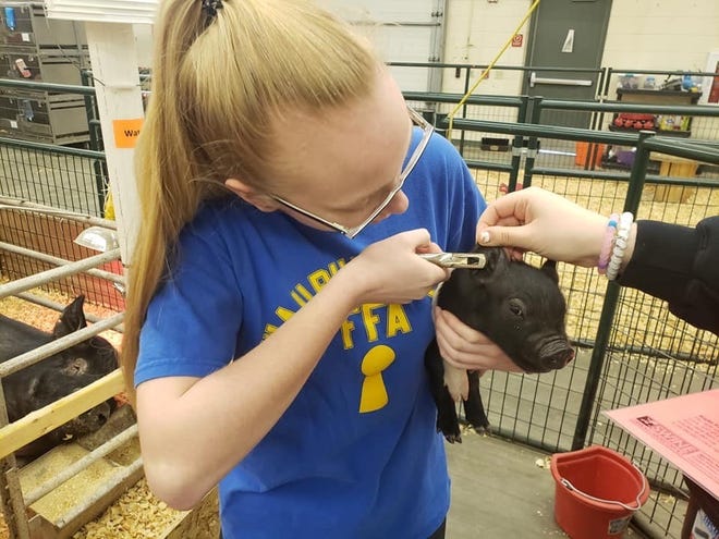 Students assist in ear notching the litter of piglets. The task is done for the purpose of identification.