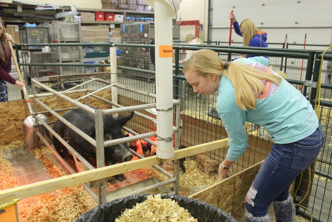 Serena Freriks and her classmates clean out the pen holding the 10 piglets and their mother during the opening minutes of the Large Animal Science class at Waupun High School.