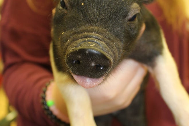 The litter of 10 piglets in Tari Costello's animal laboratory have become the talk of Waupun High School.