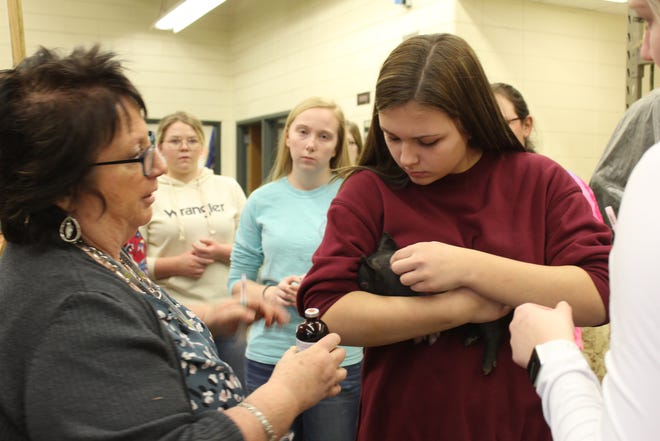 Waupun ag educator and FFA advisor Tari Costello, left, watches as students find the injection site on newborn piglets during the Large Animal Science class.