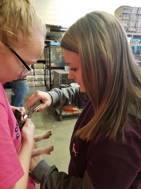 Serena Freriks, left, opens the piglet's mouth while her classmate clips the animal's "needle" teeth shortly after its birth. The teeth are very sharp and can cause injury to the sow's udder and teats.