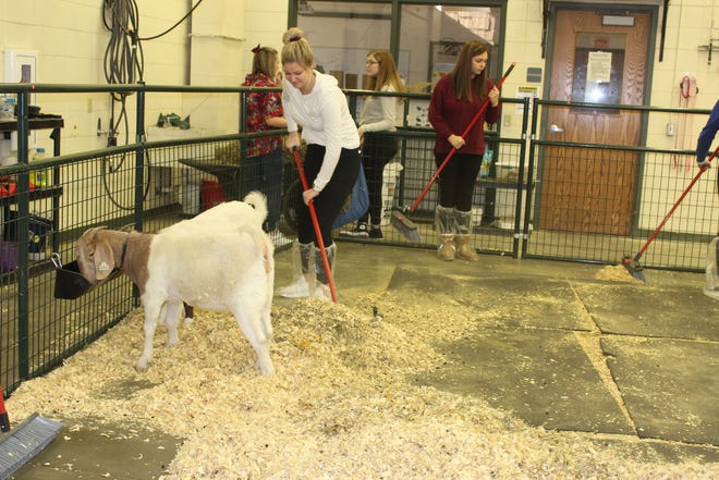 Mikayla Bruene cleans out the pen where two Boer goats reside in the Large Animal Science classroom lab.