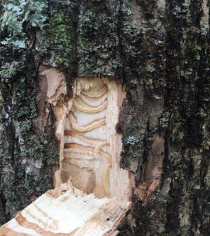 Since its discovery in the U.S. 18 years ago, the Emerald Ash Borer has caused the death and decline of tens of millions of ash trees.