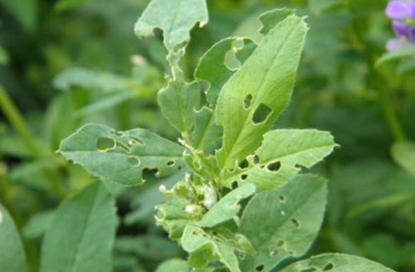 In this file photo, alfalfa weevil leaf injury is evident on these alfalfa plants.