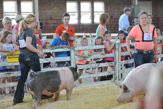 Swine exhibitors try to catch the eye of the judge in the show ring while youngsters crowd the gates to watch older siblings compete.