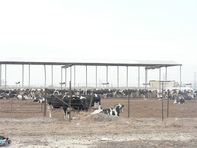 In my early visits to California, the corrals with hundreds of cows, sided by side in the Chino Valley were a surprising sight.