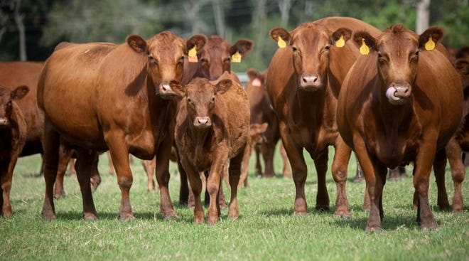 USDA believes that RFID devices will provide States and the cattle and bison industries with the best opportunity to rapidly contain the spread of high economic impact diseases.