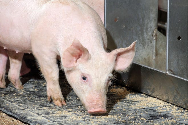 Proper management and nutrition can help weaned pigs overcome barriers and position them for long-term success.