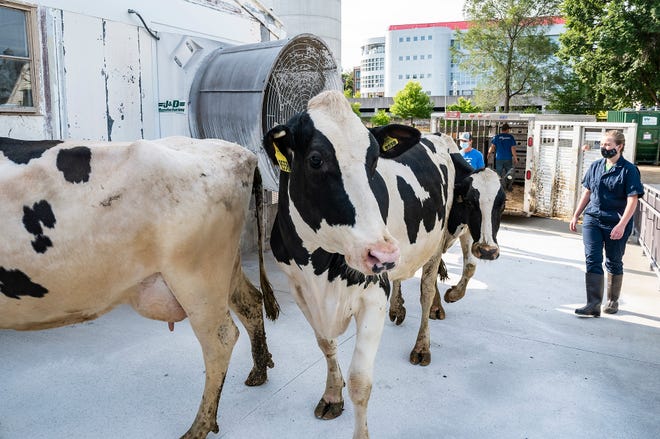 Holstein cattle are unloaded from a trailer at the UW Dairy Cattle Center on Sept. 1, 2020. The cows at the Dairy Center returned to campus after being away at the Arlington Research Farm during late spring and summer due to the COVID-19 pandemic.