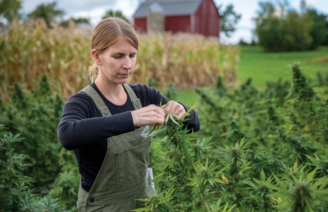 Assistant professor of horticulture Shelby Ellison manages UW’s research and outreach efforts related to hemp varieties that are grown for CBD oil harvesting.