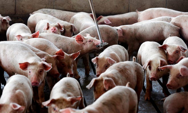 This bullish hog inventory report surprised industry analysts, with swine numbers coming in below their expectations.