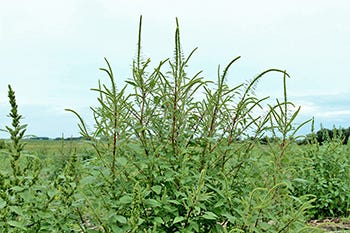 Early last summer many Wisconsin farmers discovered an unfamiliar weed growing in their corn and soybean fields. 
By harvest time, large portions of many of the fields had been taken over by the aggressive weed – Palmer amaranth.