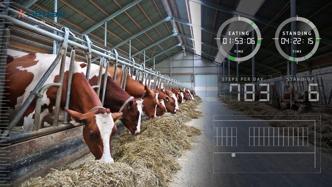 Herd monitoring technology detects early cow reactions to nutritional changes, allowing for management pivots before performance is lost.