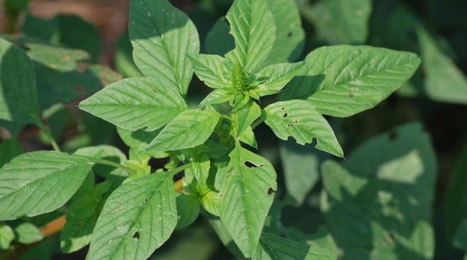 Over the last 20 years, Palmer Amaranth has moved further north, and now poses a major threat to corn, soybean, and cotton growers across the south and Midwest regions of the United States.